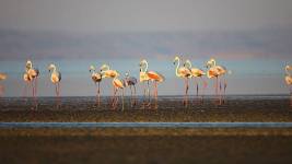 Flamingolar Tuz Gölünde Öldü Flamingolar Oluyor