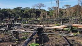 Kaybolan Yıllar Yitirilen Amazonlar Kaybedilen Amazon Ormanlari