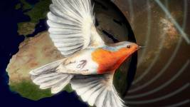 Kuslar ve Manyetik Alan