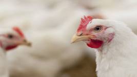 Kuş Gribi Amerika’da Bir İnsana Bulaştı bird flu xs