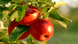 Nano Sensörlerle Bir Kaç Dakikada Meyvelerdeki Kimyasallar Tespit Ediliyor Fruit x