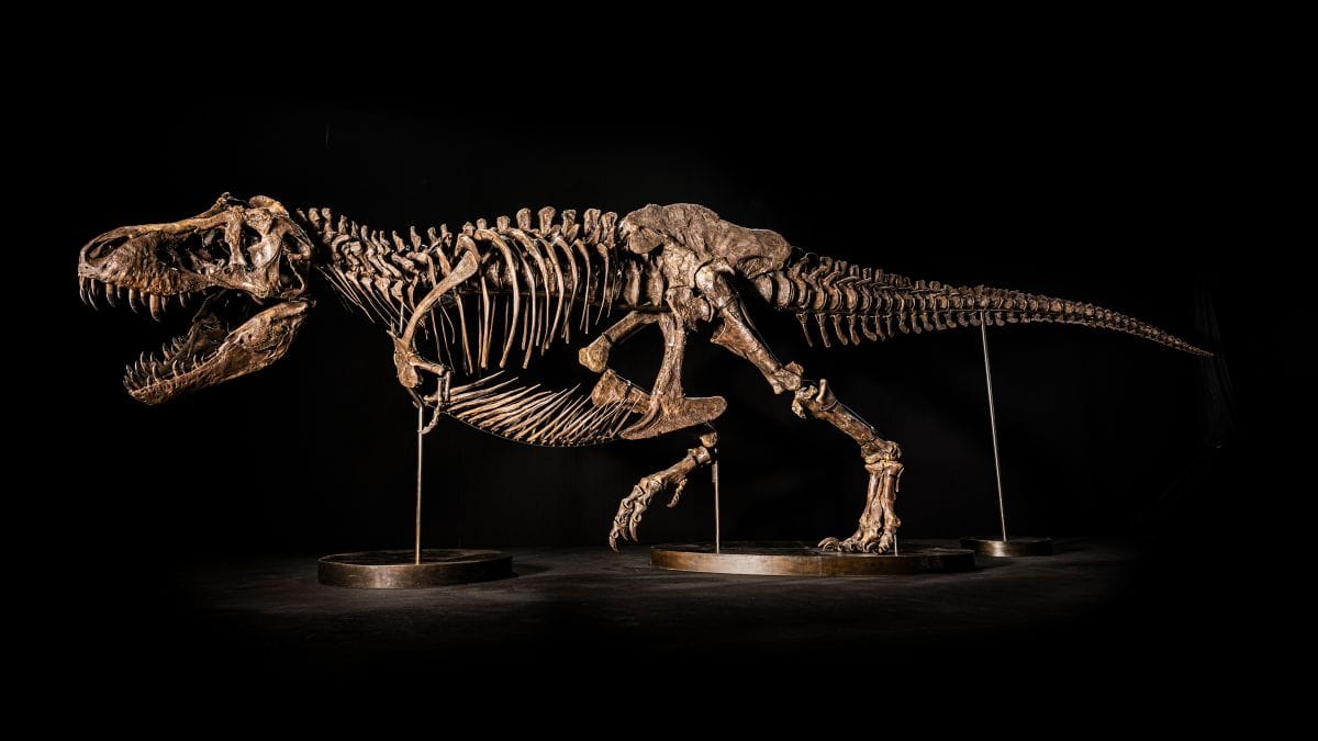 A Tyrannosaurus rex specimen A Tyrannosaurus rex specimen