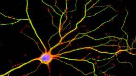 Epileptik Nobete Sebep Olan Aktif Noronlara Gen Tedavisi
