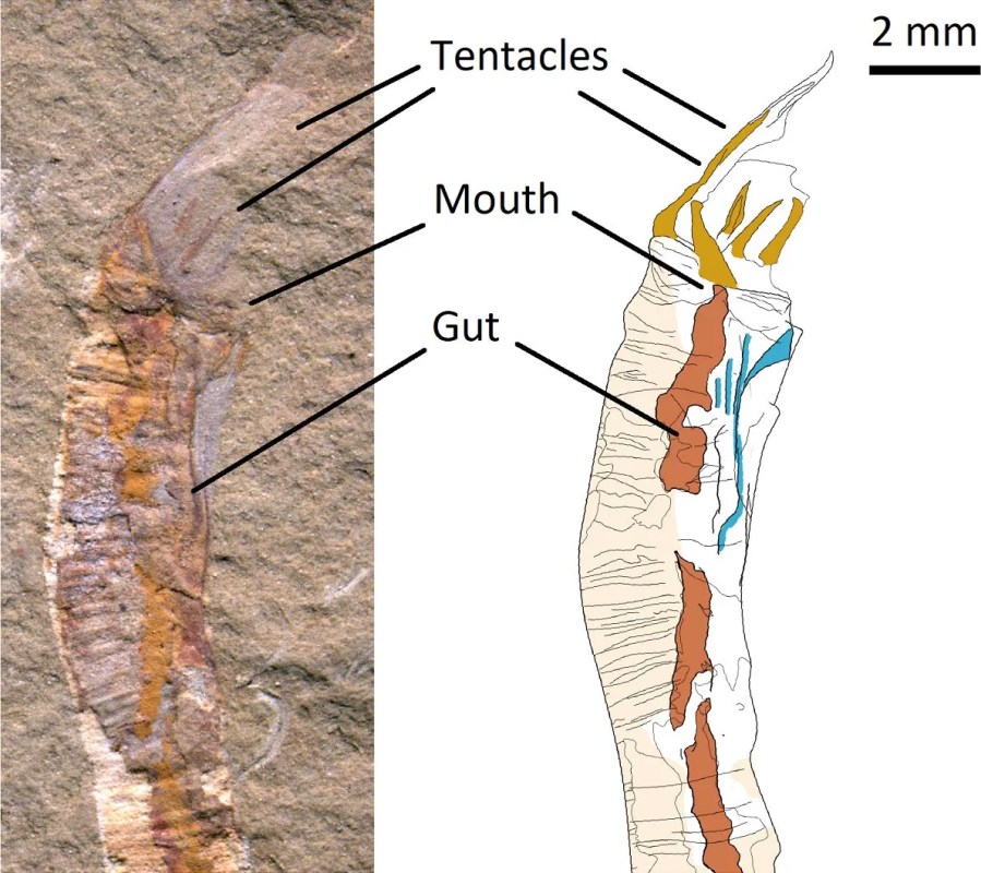 Gangtoucunia aspera Diagram Gangtoucunia aspera Diagram