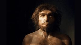 Homo Antecessor Kimdi