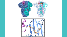 Pan koronavirus Antiviral Tedavisi