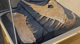 T-Rex’in Korkutucu Akrabası Keşfedildi T Rexin Korkutucu Akrabasi Kesfedildi