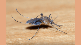 ABD Ordusu Icin Sivrisinek Kovucu Gelistirildi