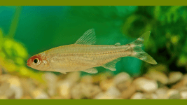 Baliklarin Yuzmesinin Fizigi