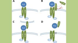 COVID Hastalarinda Yasam Suresini Uzatan Ilaclar