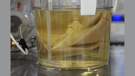 Organ Sikintisini Azaltmak Icin Domuz Karacigerini Insaninkine Benzetmek