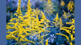 COVID Virusunu Engelleyen Iki Yabani Bitki Ekstraki