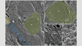 Karides Larvalari Isigi Manipule Ediyor