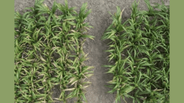 Cinli Bilim Insanlari Yuksek Alkali Topraklarda Urun Verimi Artiracak Bir Gen Buldu