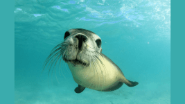 Fok Baliklarinin Biyiklari Radar Gibi