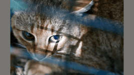 Gizemli Korsika kedi tilkisi benzersiz bir tur