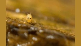 Ilkbaharin Keskin ve Sarhos Edici Kokusunun Nedenleri