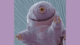 Bir Tardigrad Uclusunun Dakika Suren Ciftlesme Davranislari Kaydedildi