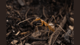 Karincalarda Tuhaf Bir Cinsiyet Turu Kesfedildi