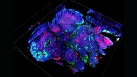 Kendini Sarj Eden Pil Farelerdeki Tumorlerle Savasiyor