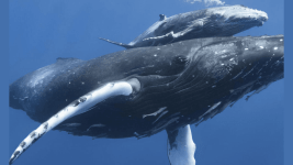 Balinalar Atmosferdeki Karbonun Uzaklaştırılmasına Yardımcı mı