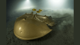 Yaban Hayatı Dalında Yılın Fotoğrafçısı Ödülü