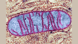 Uzun Yaşamanın Sırrı Mitokondrilerle mi İlişkili