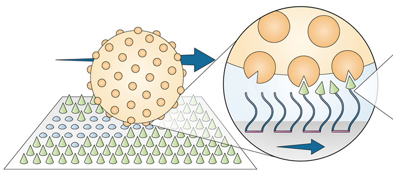 Peptit Bağlarını Kıran Motor Peptit Bağlarını Kıran Motor
