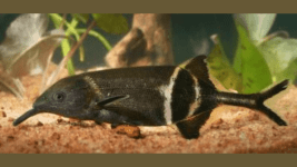 Dünyayı Algılamada Yardımcı Olan Balıklar