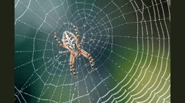 Örümcekten İlham Alan Mikrofon