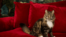 Kedi, Schrödingerin Kedisi