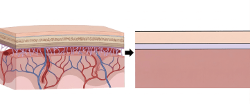 Katmanlı Yaklaşım Optik Görüntülemede Beyin Sinyallerini Keskinleştiriyor fNIRS teknolojisinde anatomik kafa yapısının üç katmanlı modele dönüştürülmesini gösteren şema.